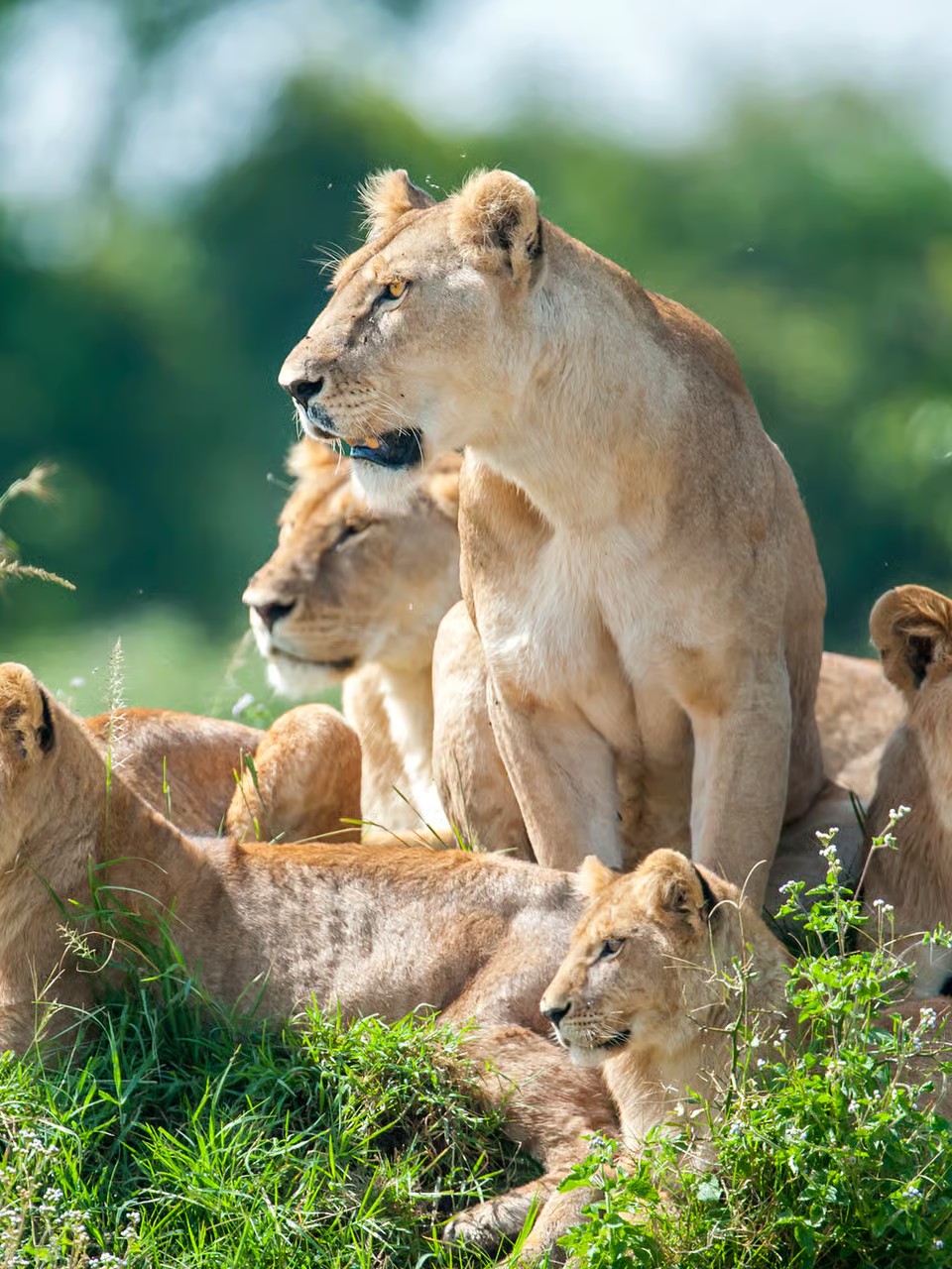 Calving season in Ndutu