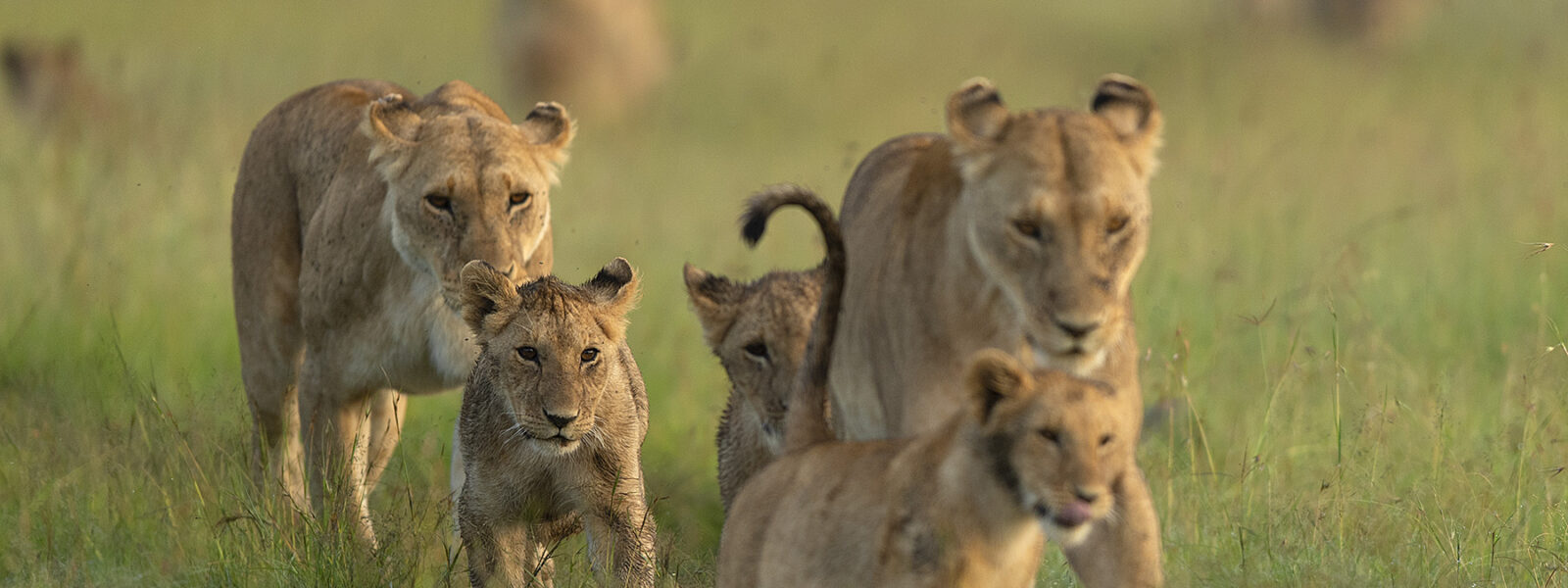 Ngorongoro Crater