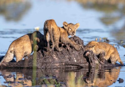 7-Day Northern Tanzania Safari Serengeti, Ngorongoro & Tarangire Experience