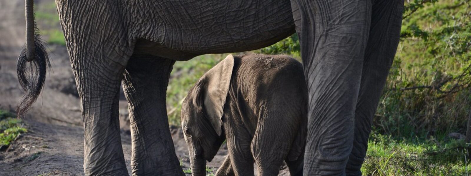 Tarangire National Park