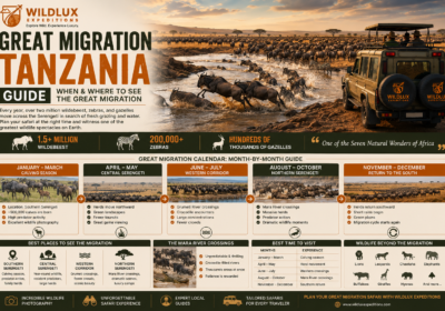 Great Migration Tanzania Guide: When and Where to See the Great Migration