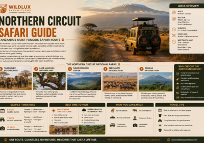 Northern Circuit Safari Guide: Tanzania’s Most Famous Safari Route