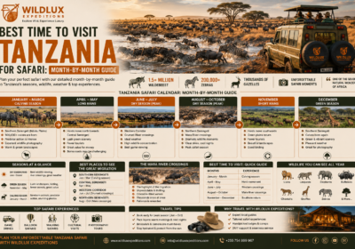 Best Time to Visit Tanzania for Safari: Month-by-Month Guide
